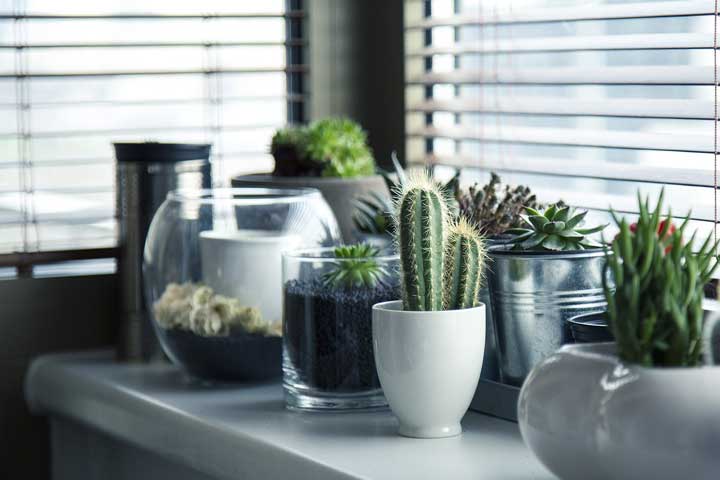 It’s Time To Make Pet Cactus Pot